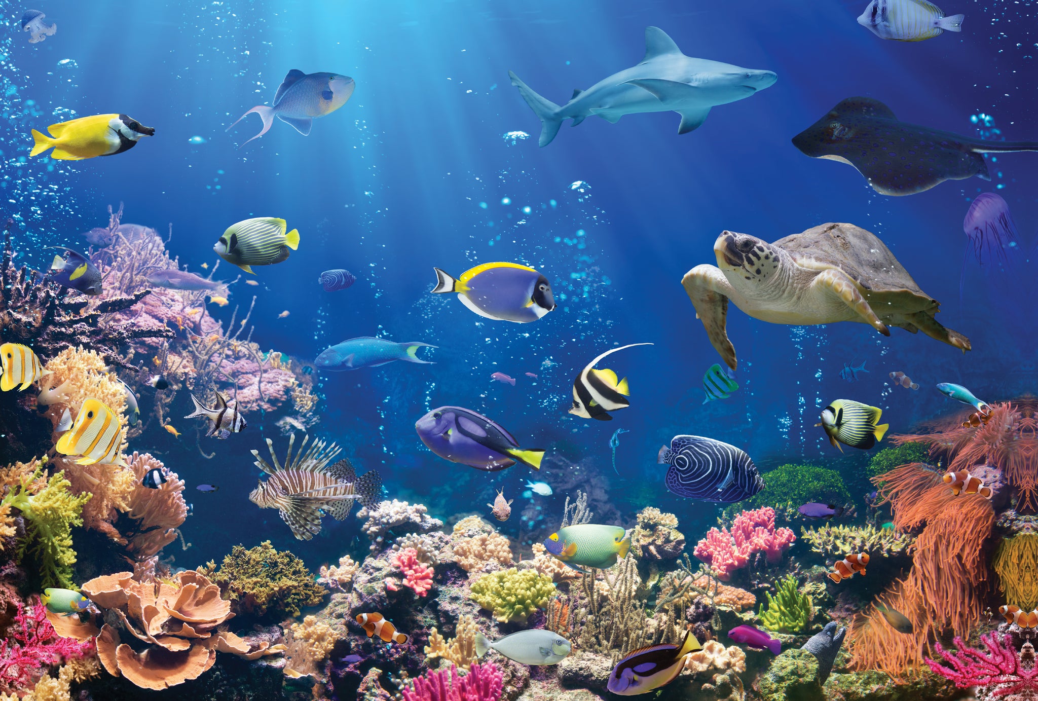 Sea Life – Parragon